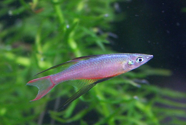 Filigran Regenbogenfisch - Iriatherina werneri