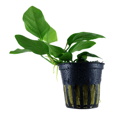 Anubias barteri var. 0,01a