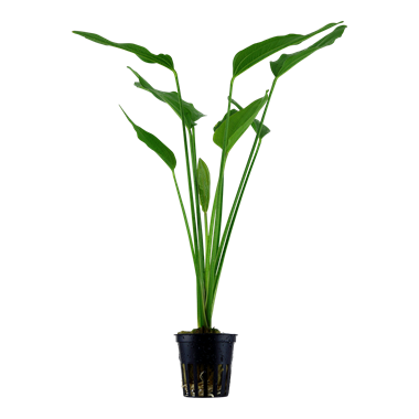 Echinodorus palaefolius