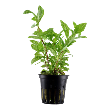 Hygrophila pol. Rosanervig