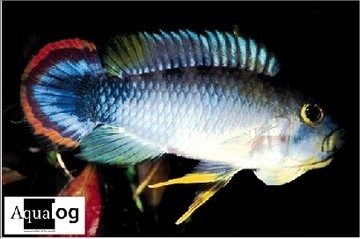 Panduros Zwergbuntbarsch - Apistogramma sp. Pandurini