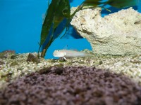 Sechspunkt - Schläfergrundel - Valenciennea sexguttata Sechspunkt - Schläfergrundel - Valenciennea sexguttata