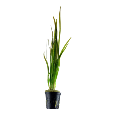 Vallisneria spiralis Tiger