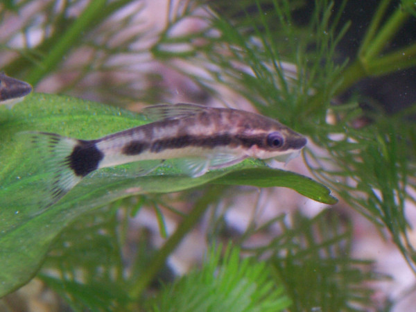 Zwergsaugwels - Otocinclus affinis
