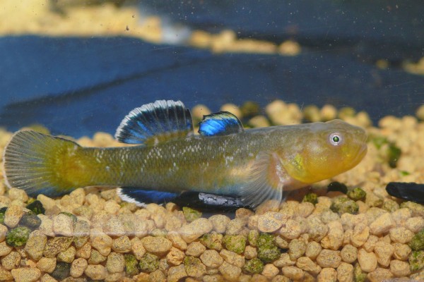 Wüstengrundel - Chlamydogobius eremius